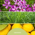 lemon-grass-paleczki-zapachowe-250-ml-millefiori-milano,.jpg